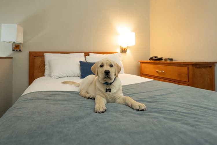 Whistler Village Inn & Suites photo 4
