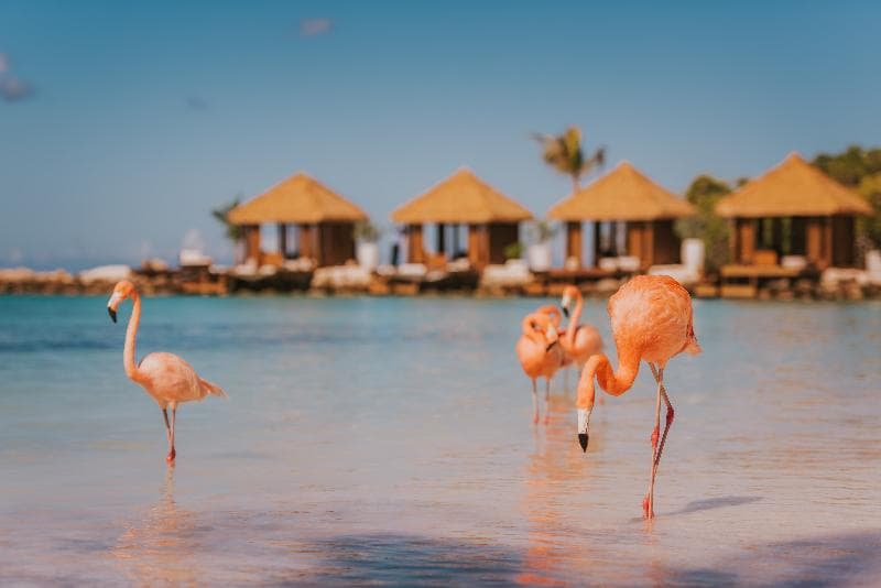 Renaissance Wind Creek Aruba Resort, photo 1