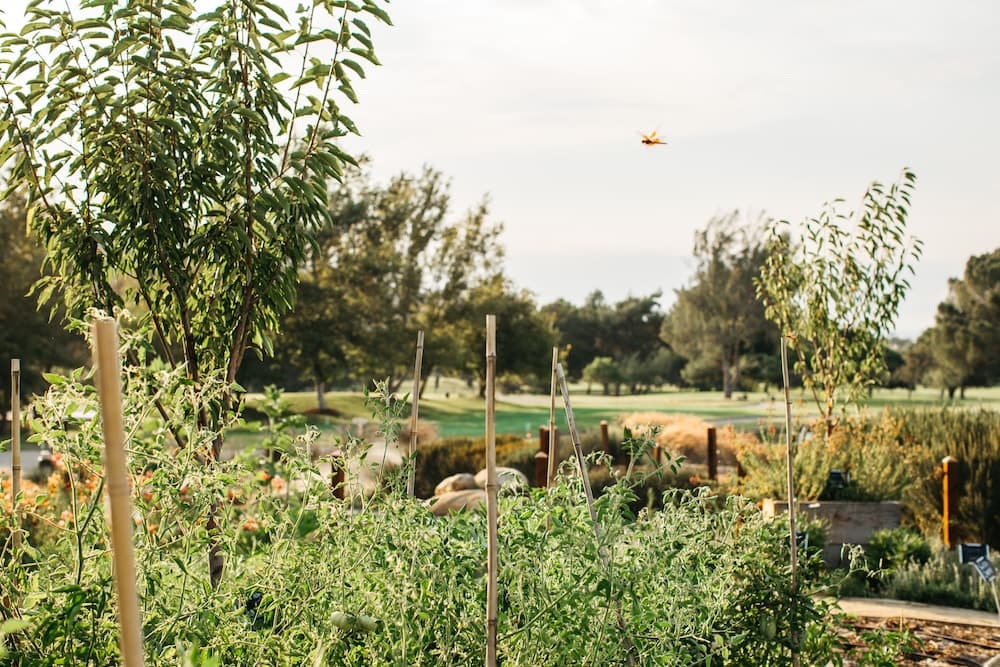 Temecula Creek Inn, photo 1