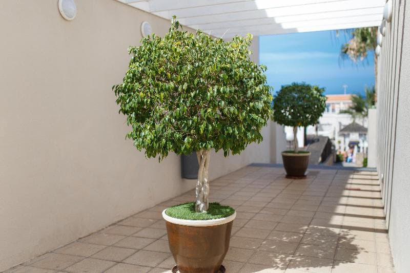 Los Olivos Beach Resort, photo 1